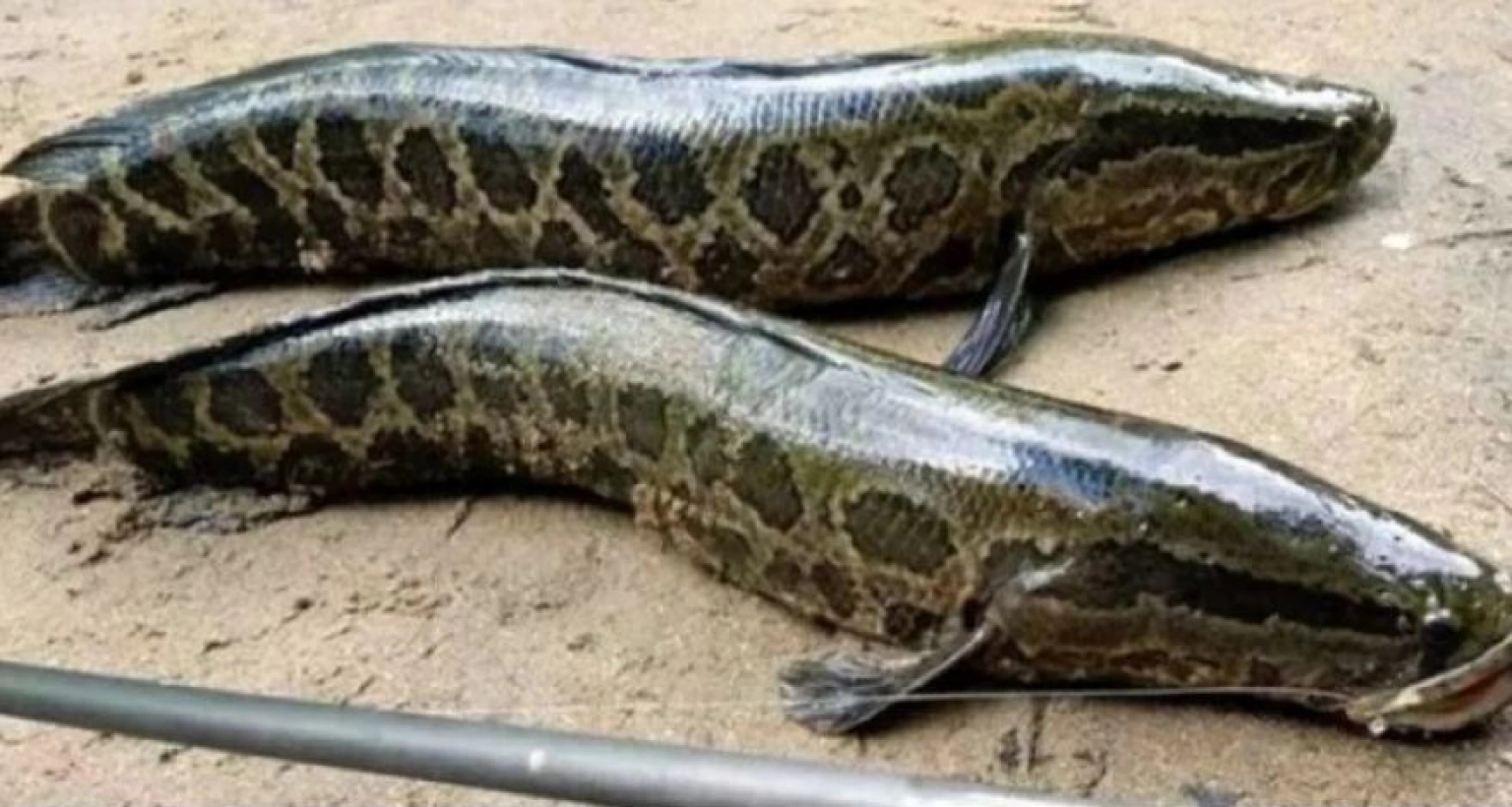 কেন এই মাছটি দেখলেই সঙ্গে সঙ্গে মেরে ফেলার নির্দেশ?